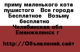 приму маленького кота пушистого - Все города Бесплатное » Возьму бесплатно   . Челябинская обл.,Еманжелинск г.